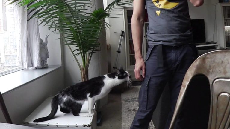 Kodi è proprio un gattino dispettoso