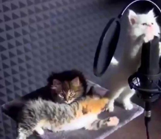 Gattini in sala d’incisione