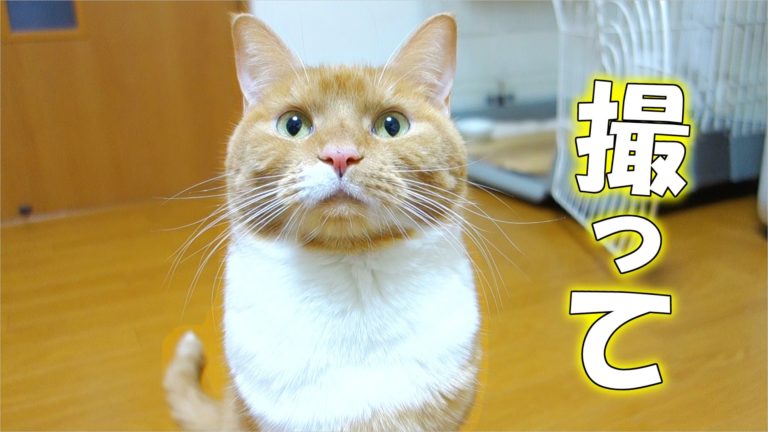 Gatto vanitoso