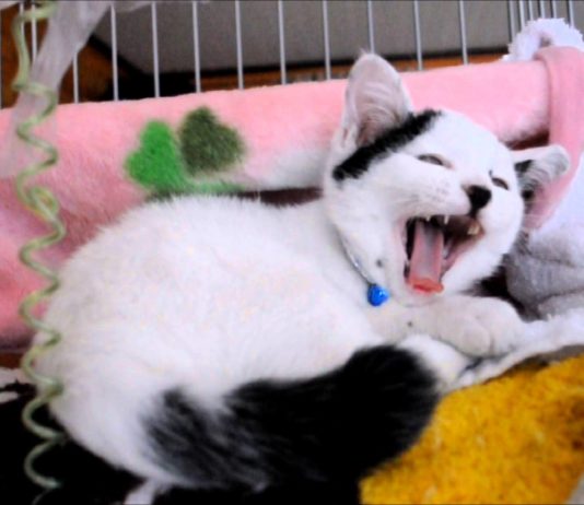 Non sono tanto carino?