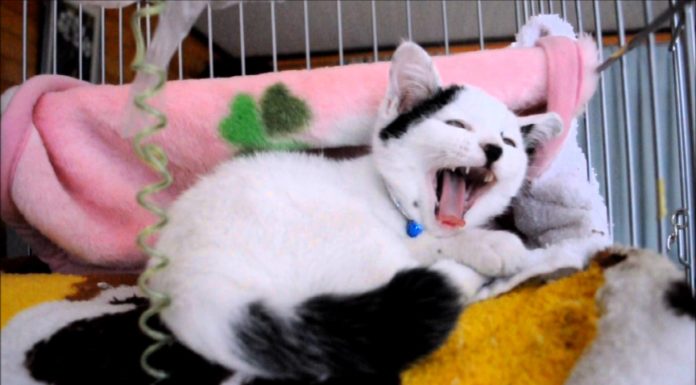 Non sono tanto carino?