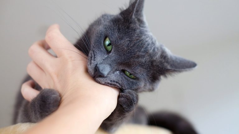 Perchè il gatto morde?
