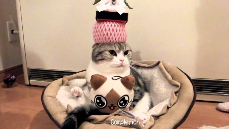 Cappellino “totem”