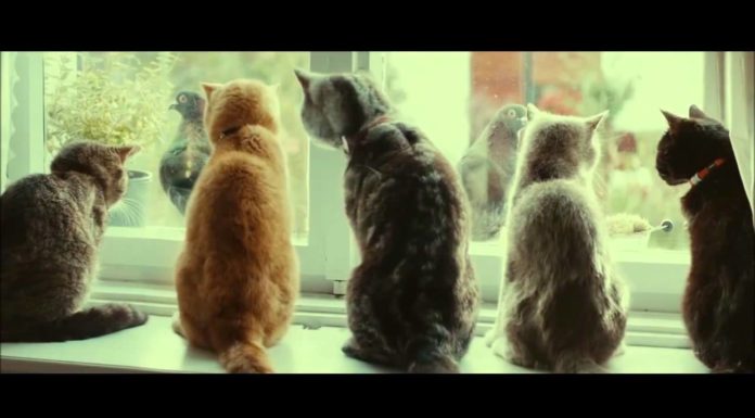 Quando gli umani non ci sono, i gatti ballano