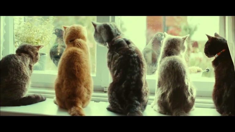 Quando gli umani non ci sono, i gatti ballano