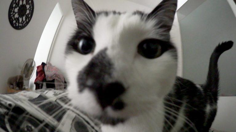 Il gatto è la miglior sveglia mattutina