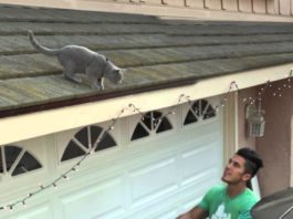 Salta, ti prendo io…