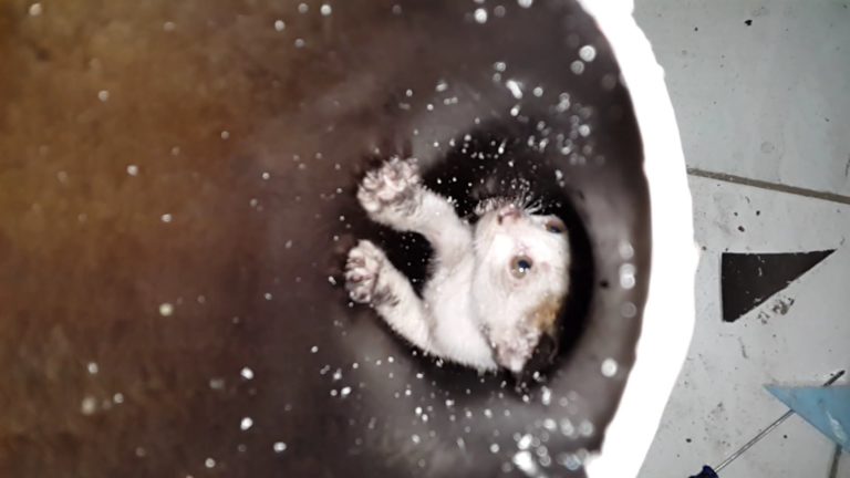 Salvataggio di un gattino incastrato in un tubo di pvc