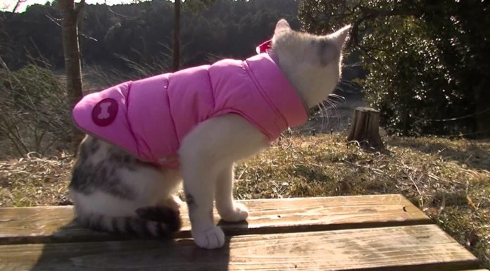 Gattino trovatello nella sua nuova casa