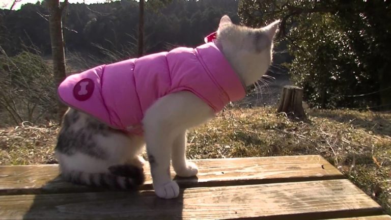 Gattino trovatello nella sua nuova casa