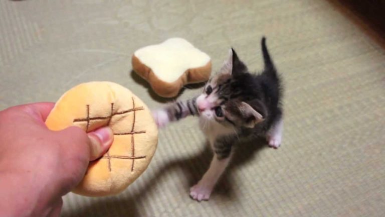 Voglia di panino
