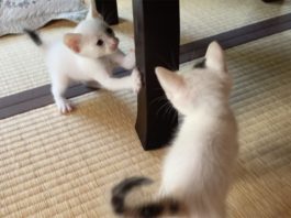 Due gemellini giocano insieme