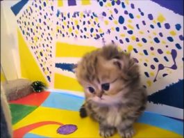 Teneri gattini – la raccolta