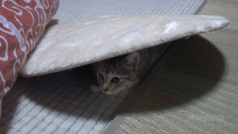 Sono un ninja