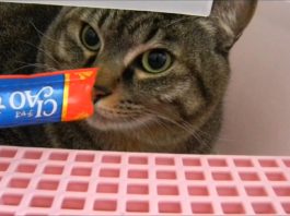 L’ora del “dolcetto”