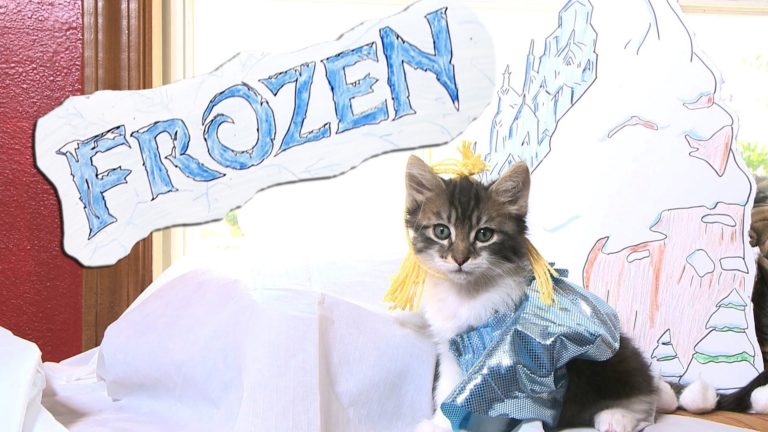 Disney Frozen in chiave gattosa