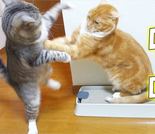 “Discussione” tra gatti