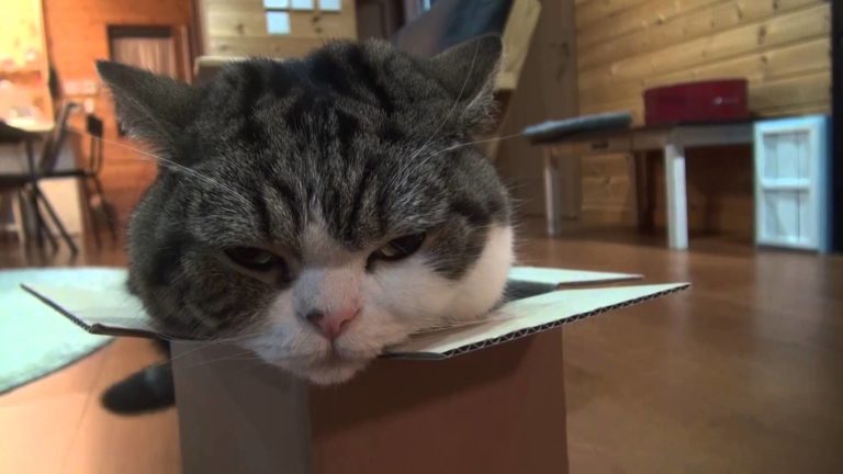 Maru, nella scatola non ci stai!