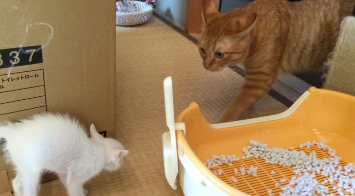 Hiroshima e i suoi nuovi amici