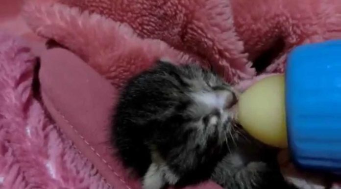 Gattino appena nato