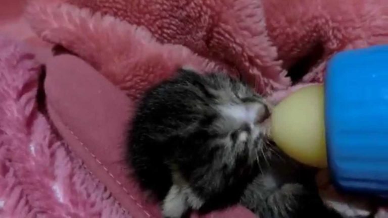 Gattino appena nato
