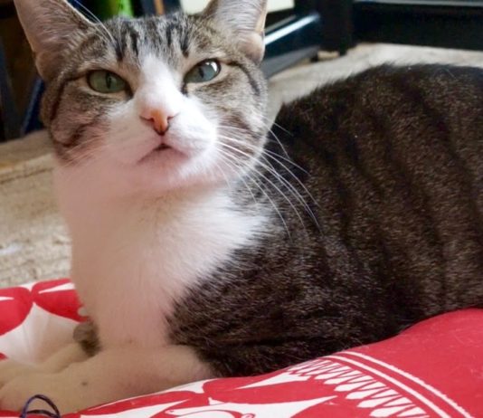 Come utilizzare il cuscino