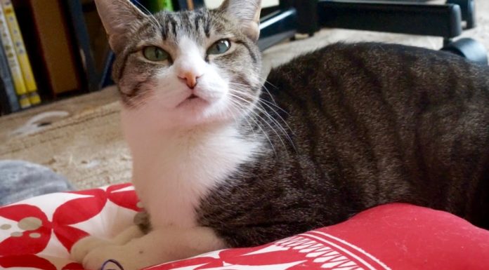 Come utilizzare il cuscino