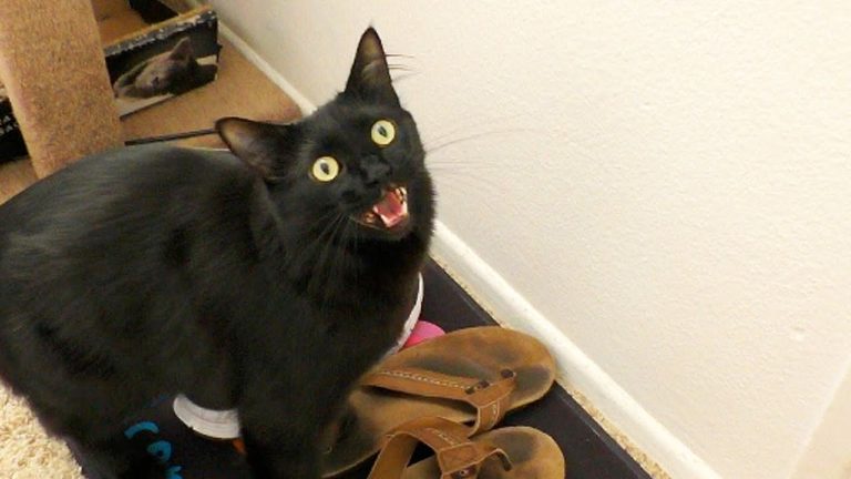 Gatti con effetti sonori