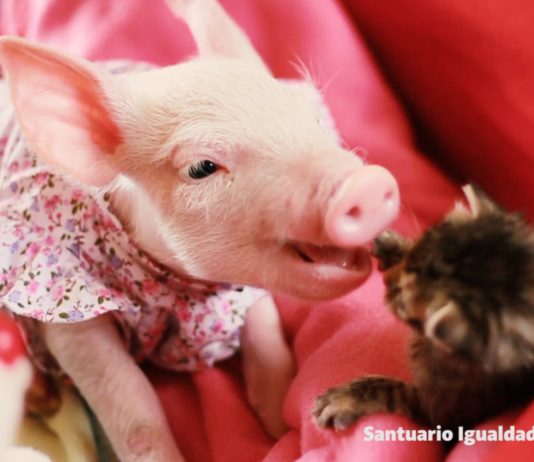 Una lezione d’amicizia tra una gatta e una maialina