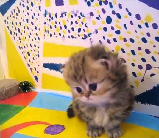 Teneri gattini – la raccolta