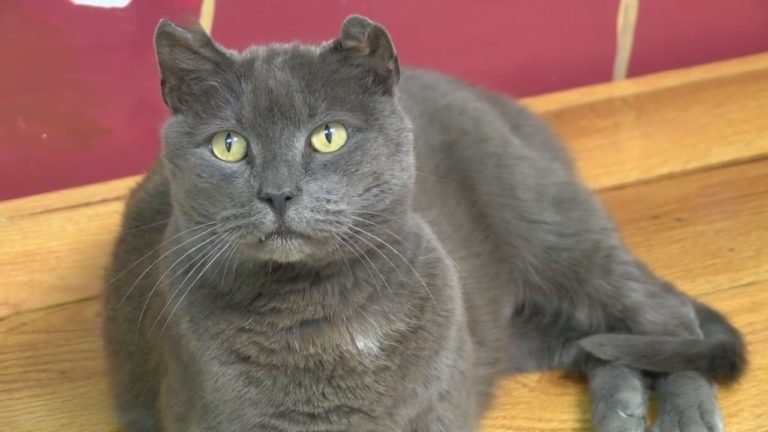 Soldato ritrova il suo gatto a tremila chilometri da casa