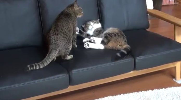 Momento di gioco per Maru e Hana