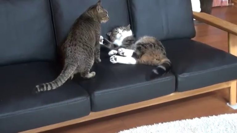 Momento di gioco per Maru e Hana