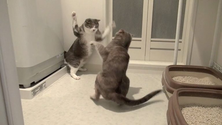 Battaglia tra gatti