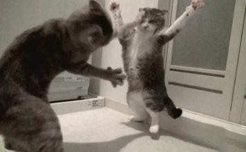 Gatti in slow motion