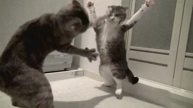 Gatti in slow motion