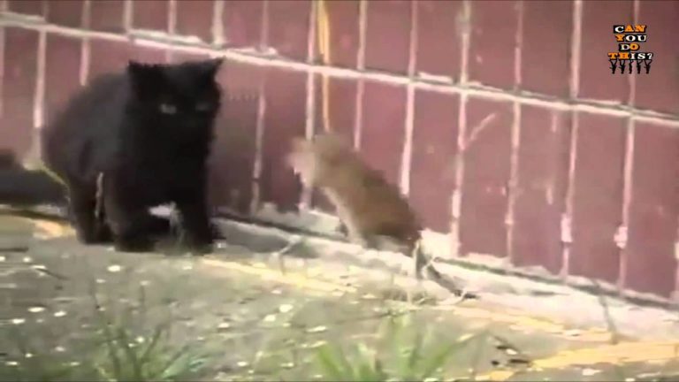 Gatto contro topo… o viceversa?