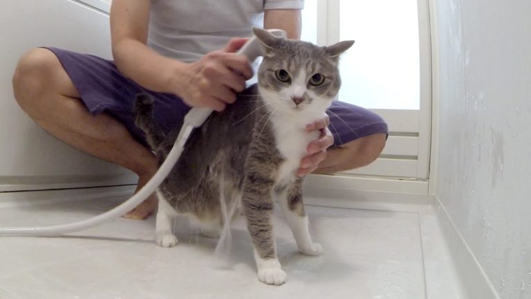 Gattino fa la doccia
