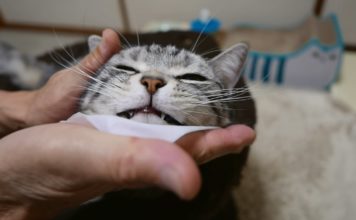 Fammi tutto ciò che vuoi