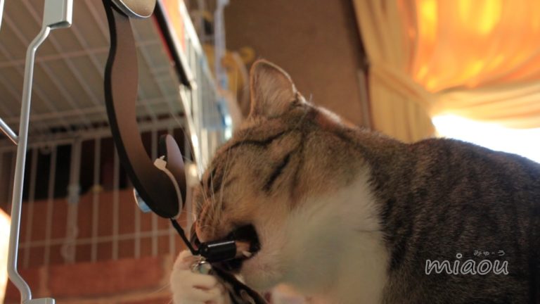 Orologio da parete gattoso