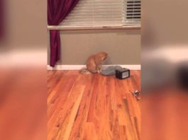 Dov’è finito l’elicottero?