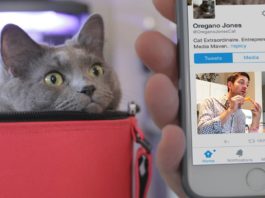 Il mio gatto mi ha distrutto una relazione su Twitter