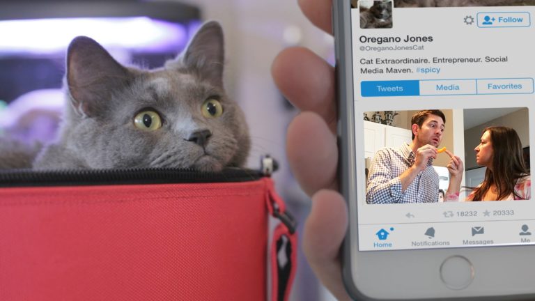 Il mio gatto mi ha distrutto una relazione su Twitter