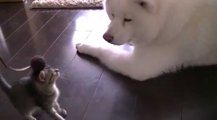 Akita veglia sul gattino