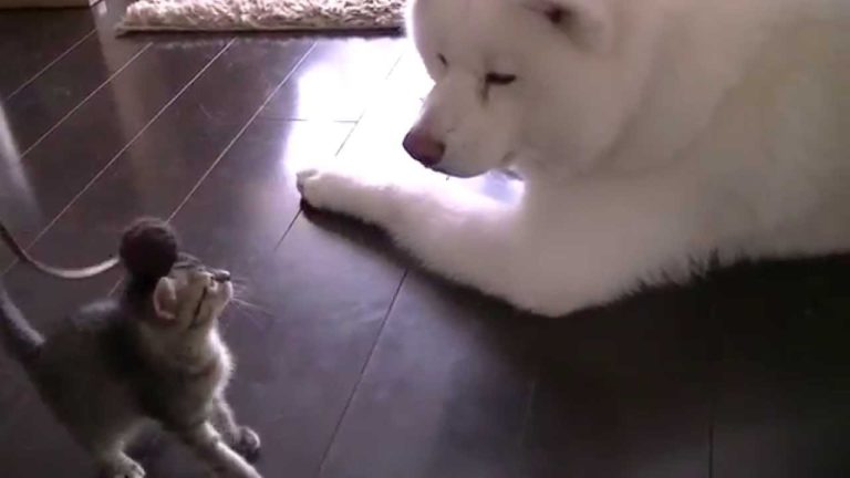 Akita veglia sul gattino