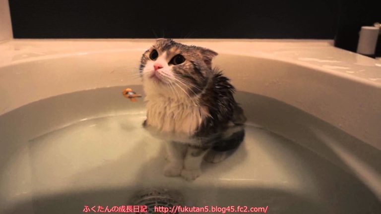 Un bel bagno è proprio ciò che ci vuole