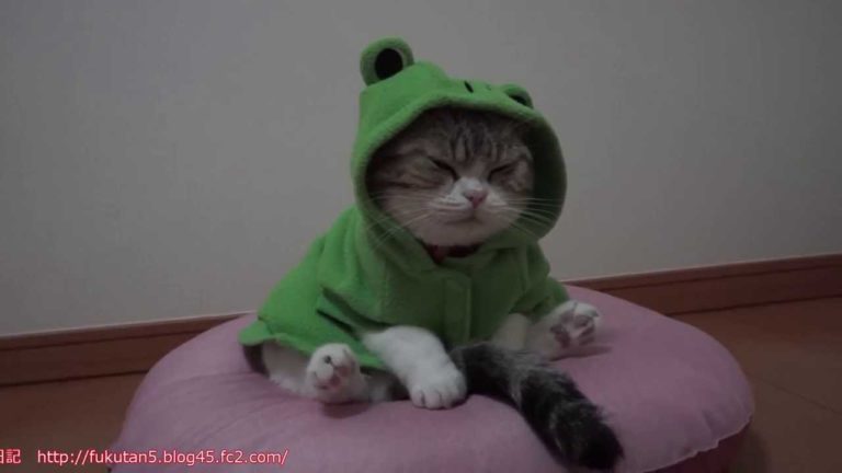 Fukutan e il nuovo cappottino