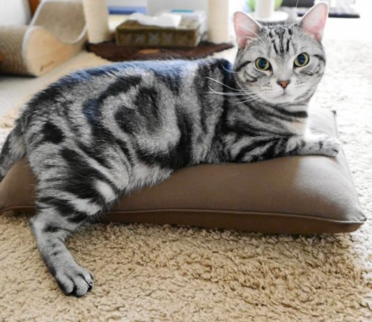 Fluffy in fase relax