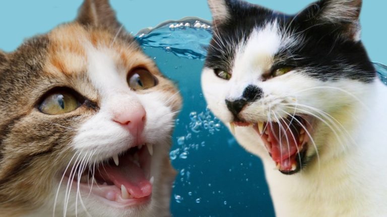 Gatto vs acqua