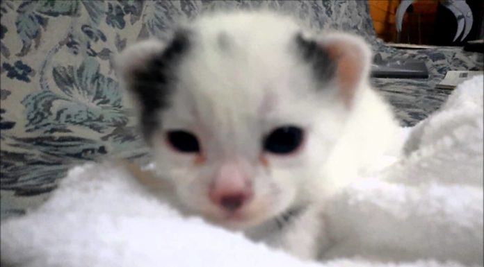 Chibi a pochi giorni dalla nascita